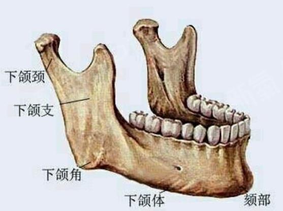 下頜角動漫01.jpg