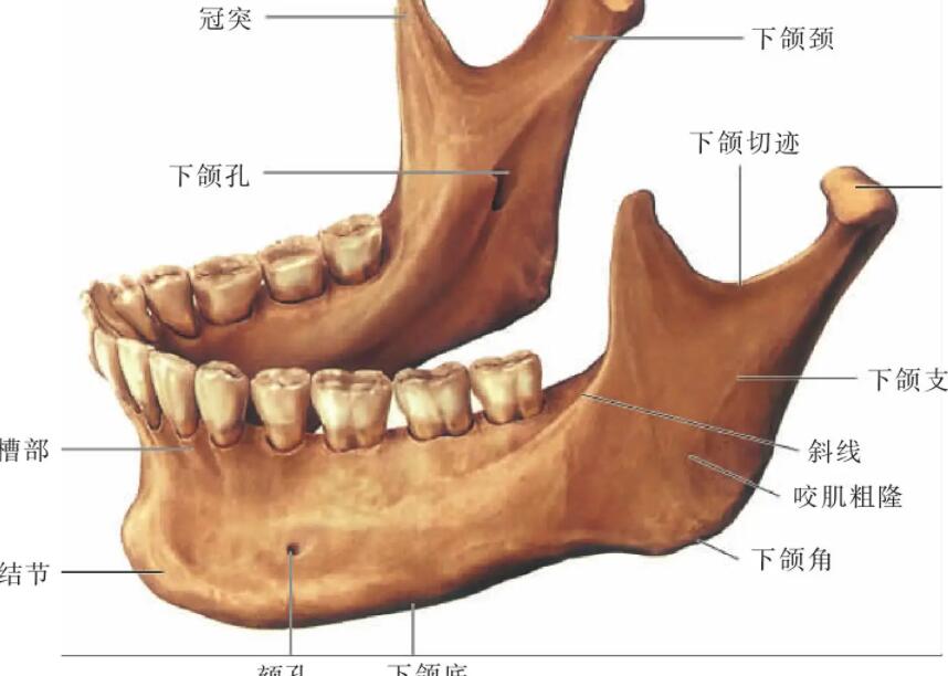 下頜角動漫28.jpg