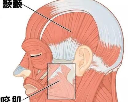 咬肌發(fā)達(dá)動漫.jpg